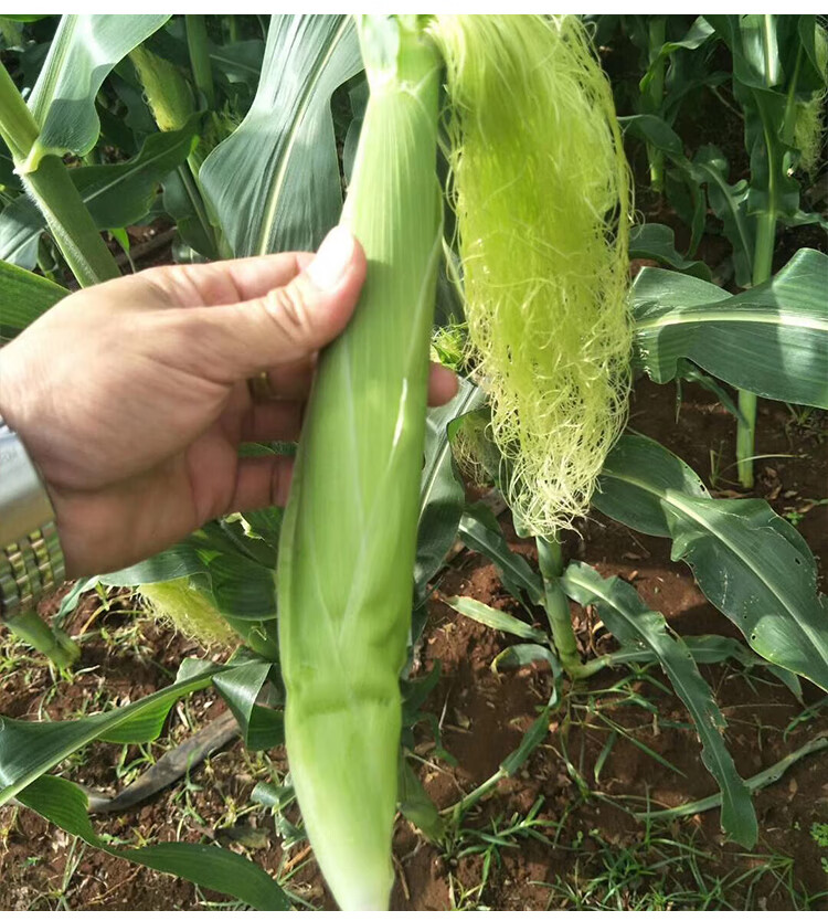 玉米笋种子笋玉米嫩苞米籽鲜食 炒菜炖汤煲粥种籽甜脆香蔬菜籽 原装30