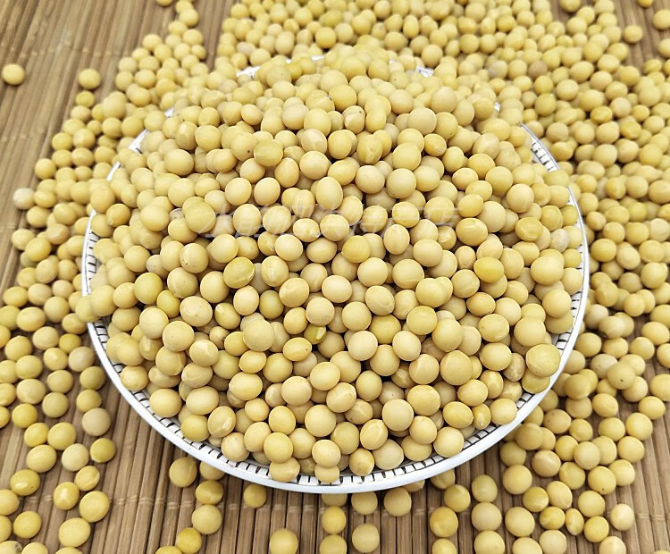 云舵【 不退】新豆小金黄690黄豆发豆芽做纳豆珠粒小黄豆 种1份5斤
