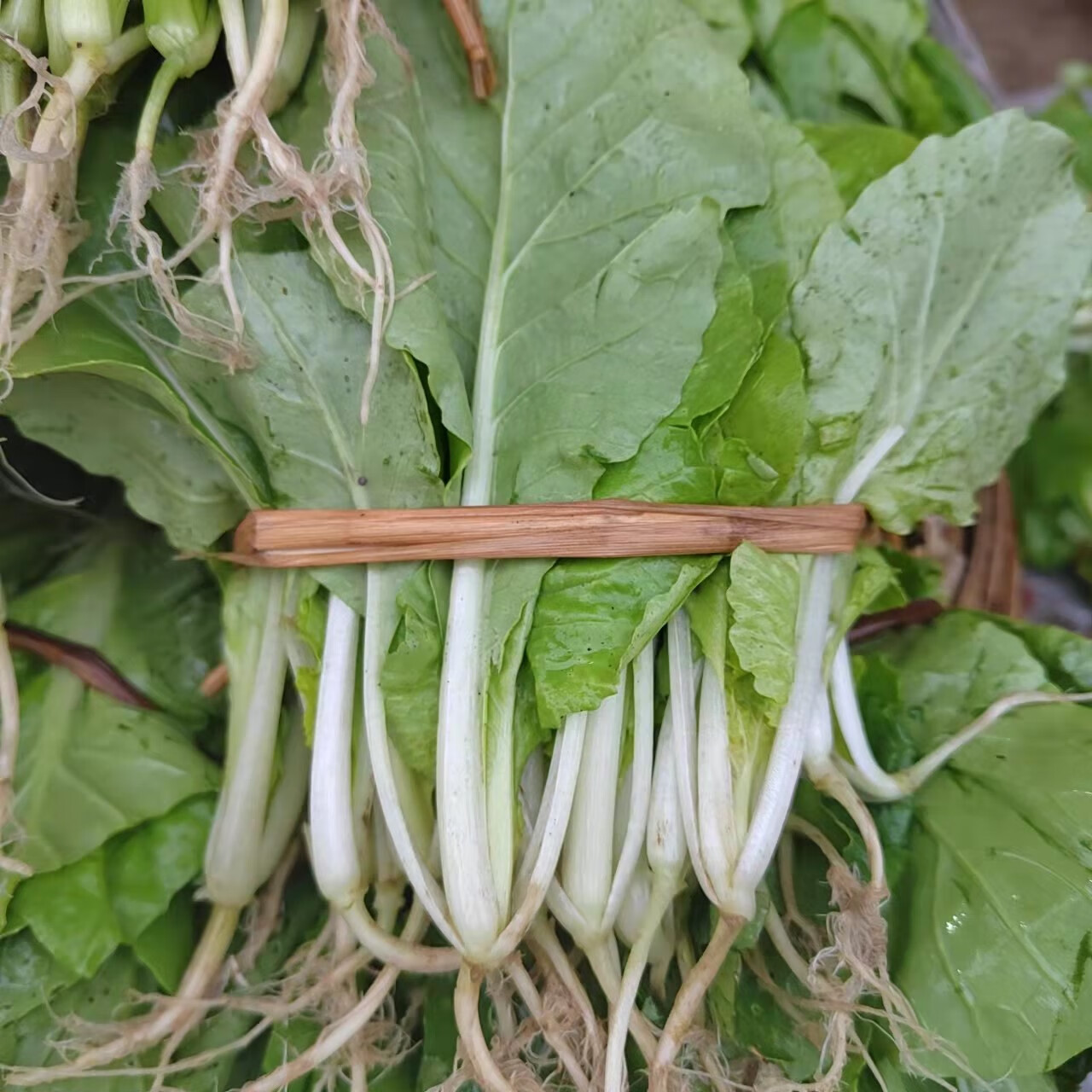 源外園貴州本地農家自種新鮮小白菜油白菜青菜小青菜毛白菜現摘現發