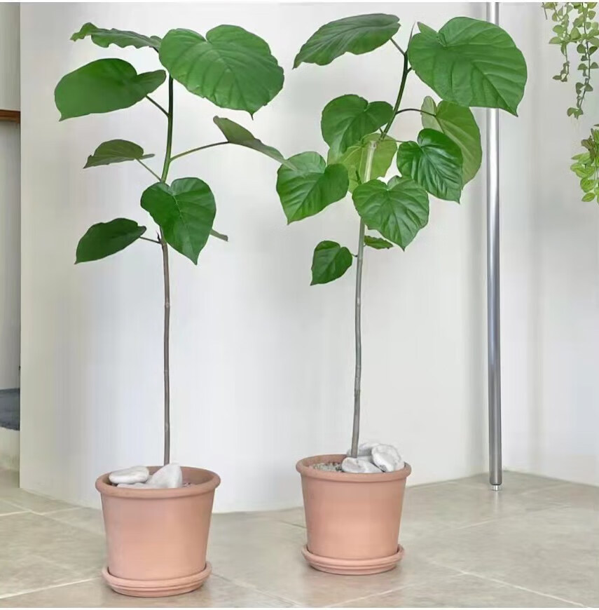 日本网红爱心榕心叶榕伞榕室内阳台观叶植物ins网红植物 日本爱心榕40