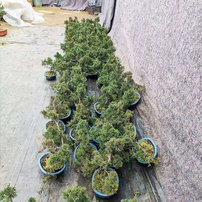 菜友 濟州真柏盆景植物綠植盆栽 黑松盆景綠植物盆栽 書房客廳辦公室