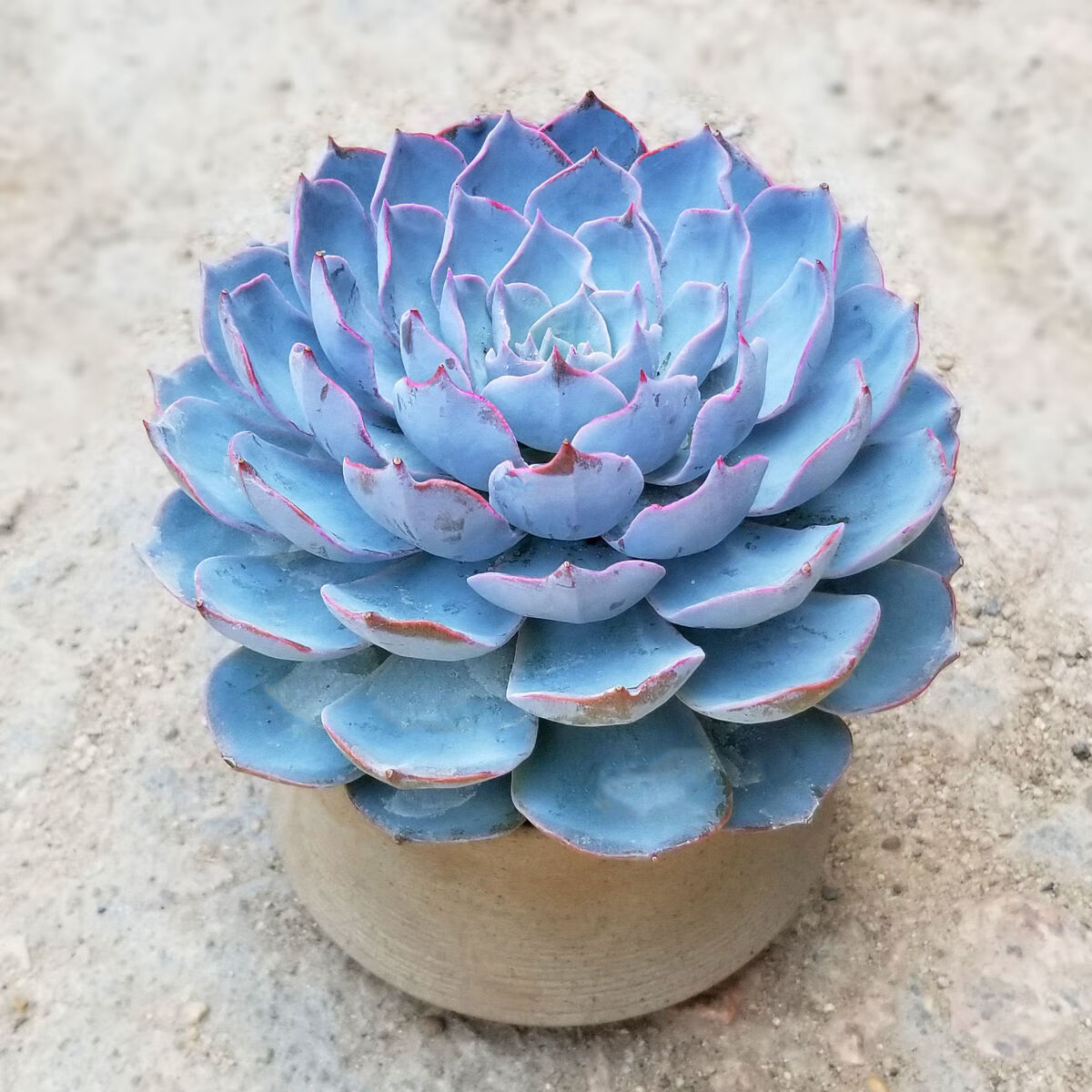 轻奢芊阙【推荐】蓝莲花多肉植物盆栽肉肉植物老桩多肉室内绿植花卉好