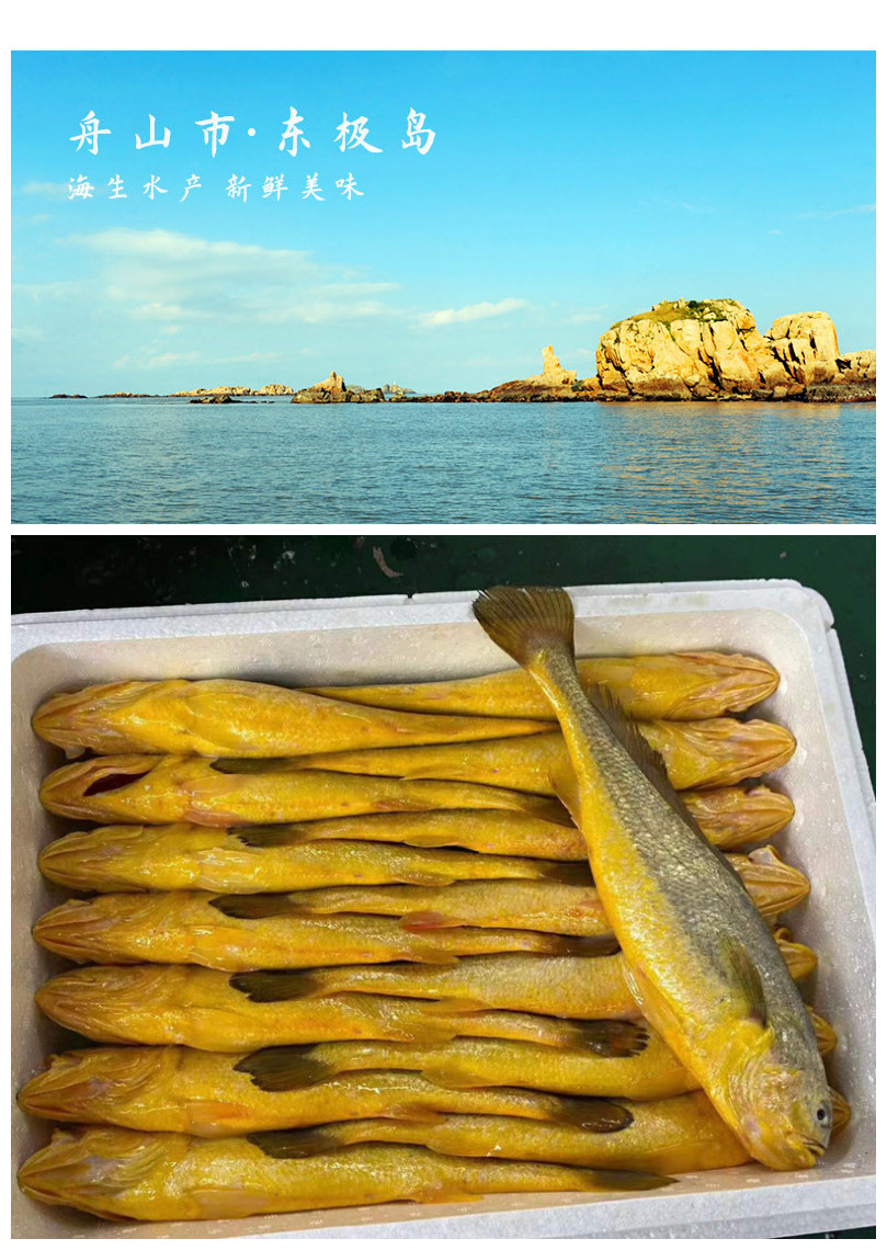 舟山东极岛东海半新鲜深海大黄鱼鲜活海鲜水产冰鲜脱脂黄花鱼 1斤