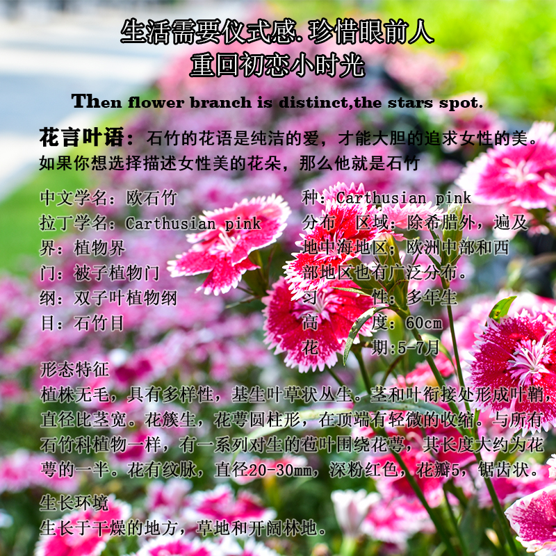 欧石竹初吻花种花籽五彩石竹花籽盆栽美国石竹欧石竹草坪常夏石竹花乡