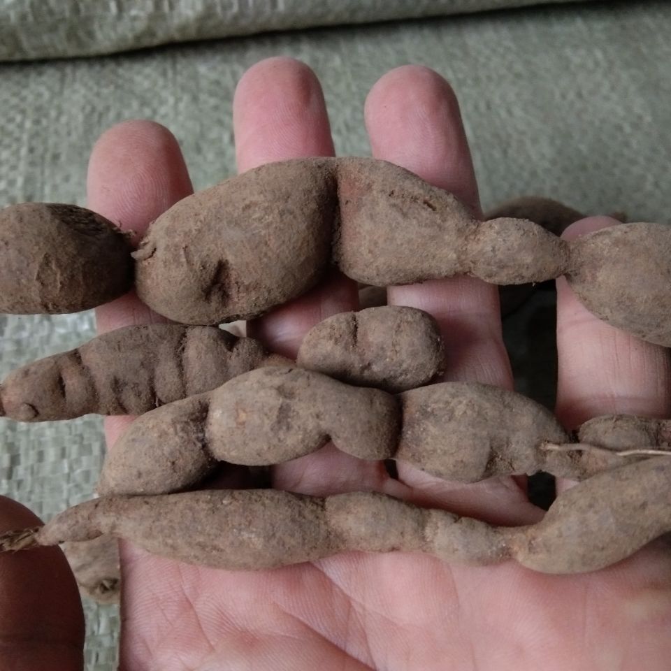 伟博贵州雪里开 中药材拐子药草药根单叶铁线莲新鲜纯根500克 500g