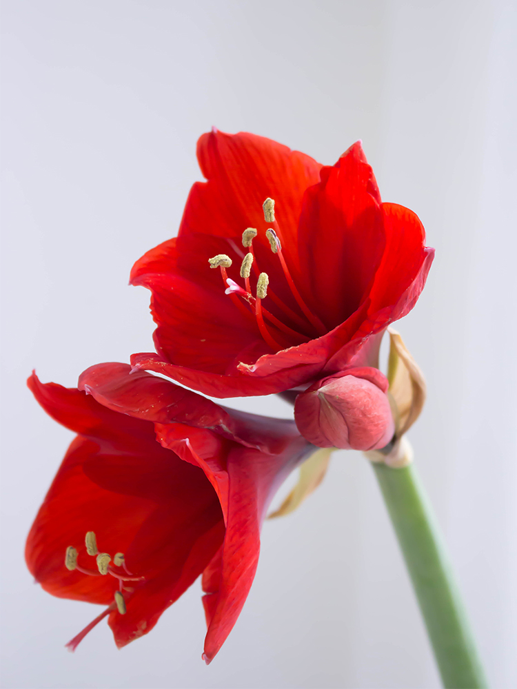 巴西朱顶红红狮鲜花鲜切花直批上海直发家用水养瓶插花母亲节 朱顶红
