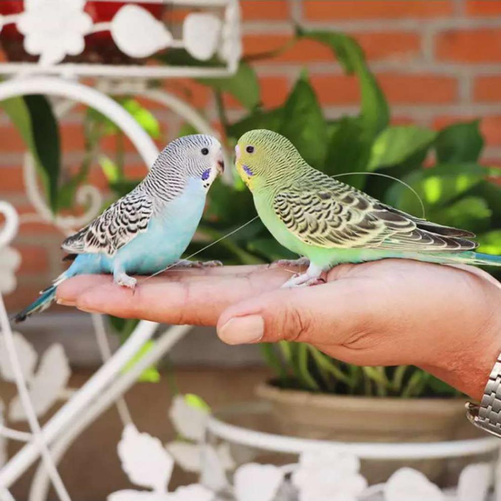 虎皮鹦鹉活鸟手养鸟会说话鹦鹉宠物鹦鹉活体鹦鹉送运输笼 【包繁殖】