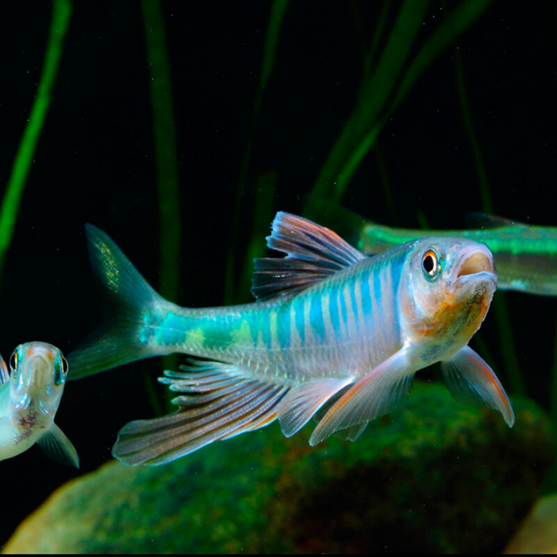 網紅長鰭鱲桃花魚寬馬口蝦虎鰟鮍觀賞魚兇猛原生冷水淡水魚寬鰭鱲