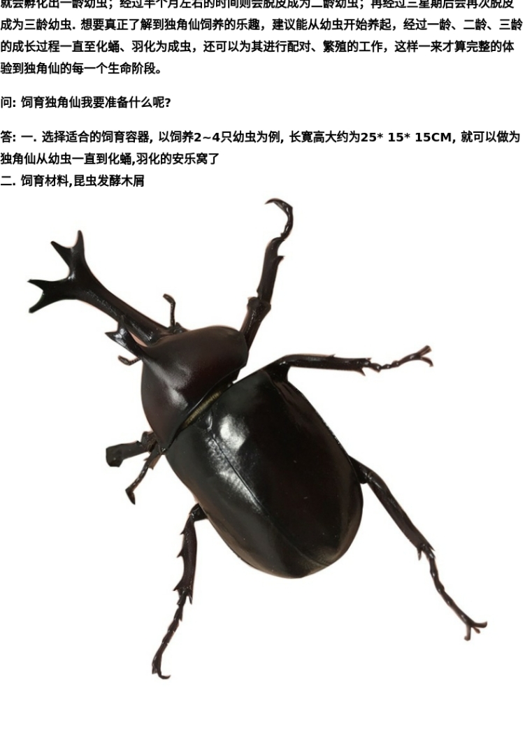 独角仙幼虫甲虫饲养套餐宠物大个体活物活体包活 12*12*12亚克力套餐