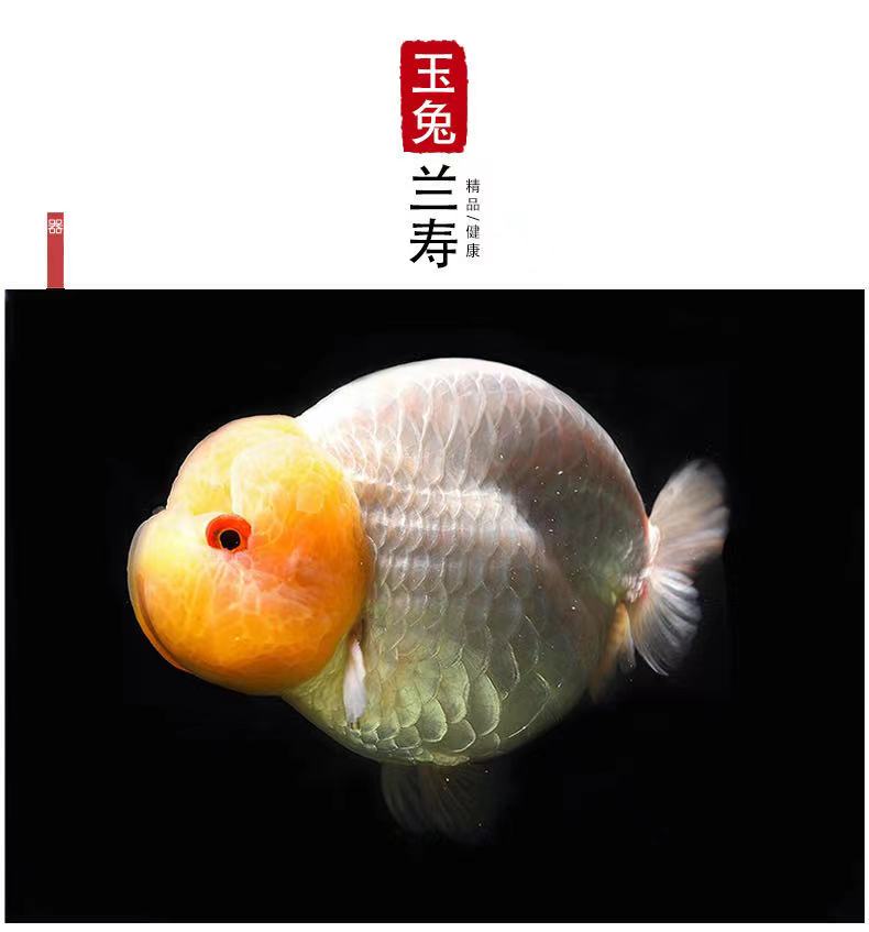 活鱼精选兰寿幼苗小金鱼观赏鱼活体淡水小型鱼68cm虎皮兰寿1条精选