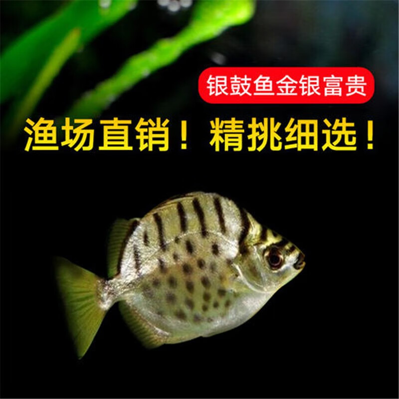 银鼓鱼活体豹点多纹钱蝶鱼淡水热带观赏鱼混养群养配鱼乐淘逸宠矿冶