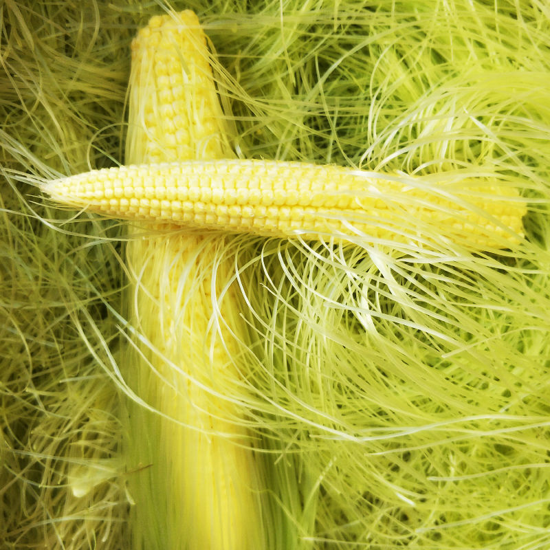 广西横县新鲜玉米须茶农家种植现剥现发玉米笋须500g 新鲜玉米须500g