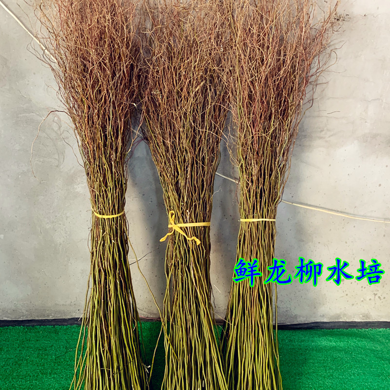 鹿凌青干枝龙柳遇水生根不开花可长叶子年宵花卉插花