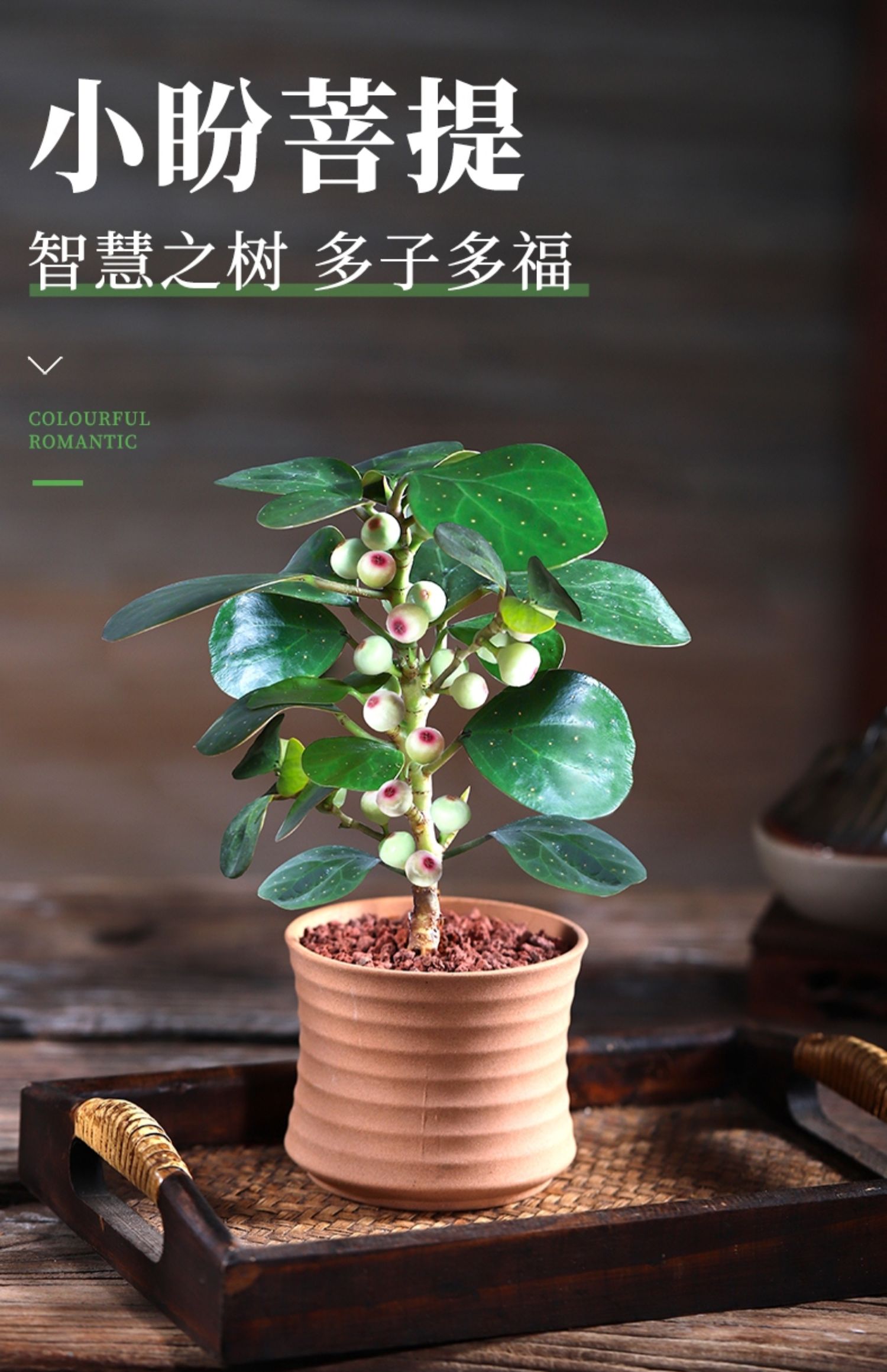 小盼菩提发财树盆栽植物室内花卉办公室好养四季常青绿植盆景主图同款