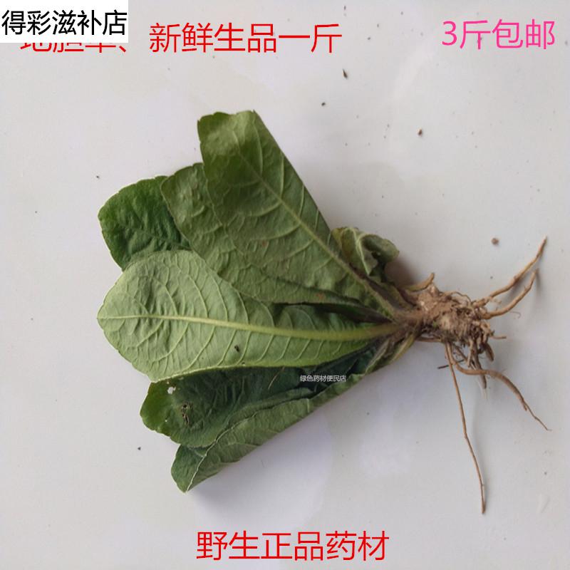 康中尊野生药材地胆草草鞋根草鞋底磨地胆理肺散牛吃埔牛托鼻毛刷子干