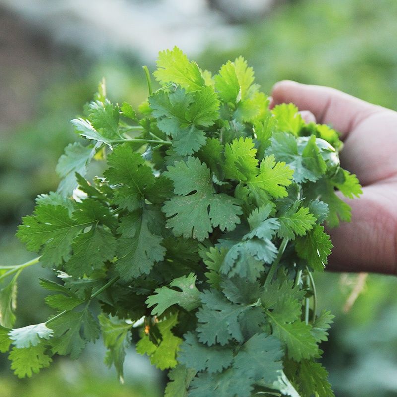 河南铁杆香菜带根净重新鲜蔬菜农家种植清凉菜现拔现发135斤1斤精品装