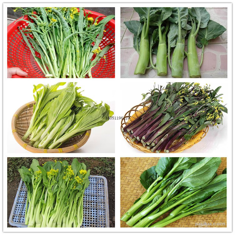 甜菜心种子红菜苔白菜心柳叶菜心增城迟菜心芥蓝春秋盆栽菜籽 芥蓝