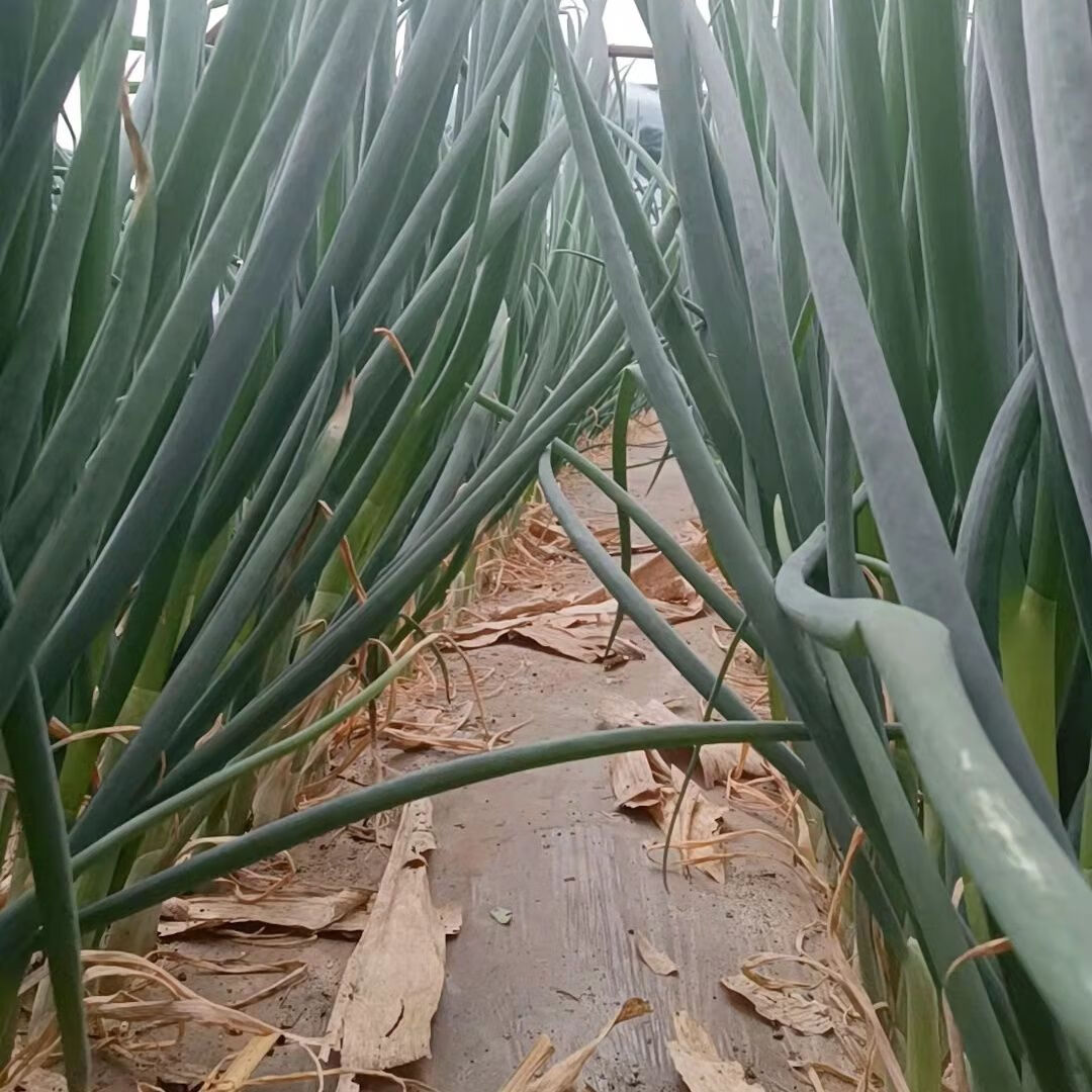 现挖山东安丘新鲜小葱青葱蘸酱菜可吃可种多省直发一斤加冰纸箱试吃装
