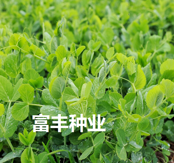 豌豆苗种子肥仔无须碗豆尖豌豆种龙须菜种子冬季耐寒蔬菜种子 豌豆