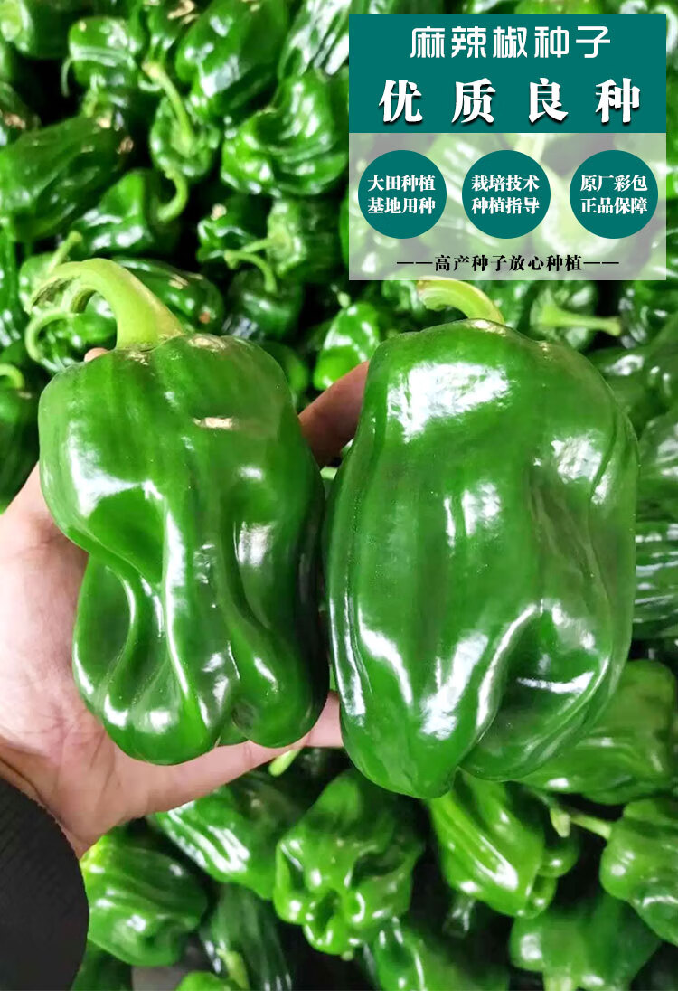 麻辣椒种子辣椒种籽青椒菜椒薄皮椒甜椒柿子椒蔬菜种子高产抗病 大果