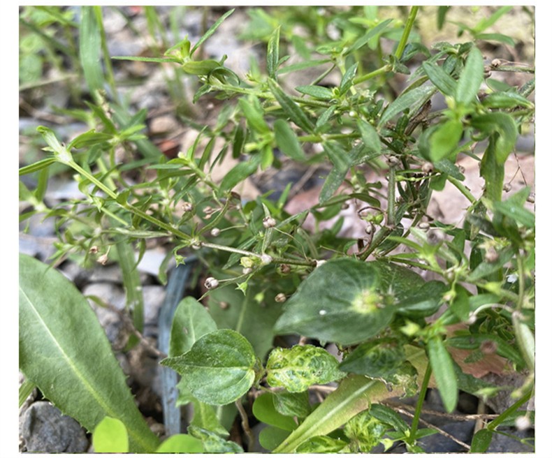 偉博偉博白花蛇舌草百花蛇舌草白花舌蛇草當季新貨藥材500g另售半枝蓮