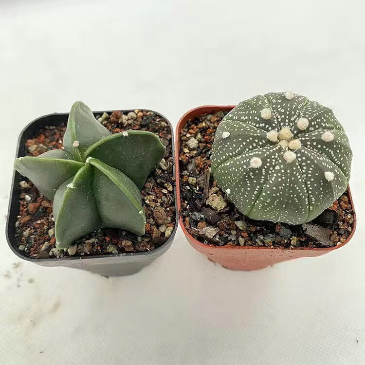 *轻奢球仙人掌客厅仙人球吸甲醛盆栽办公室星兜抖音网红sn6783 幸运星