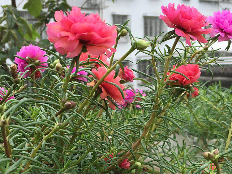 宿根松叶牡丹太阳花苗多色多年生对版带根带土发货z 粉色重楼 不含盆