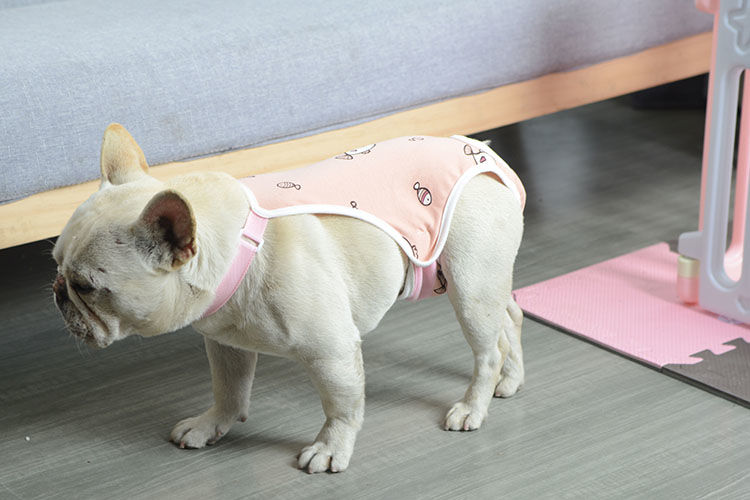 狗狗生理裤法斗母狗狗专用生理裤柯基卫生巾女大姨妈期安全月经内宠物