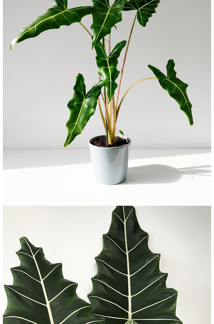 萨利安海芋斑马大仙女植物盆栽花卉铜叶室内网红观叶大型热带绿植 大