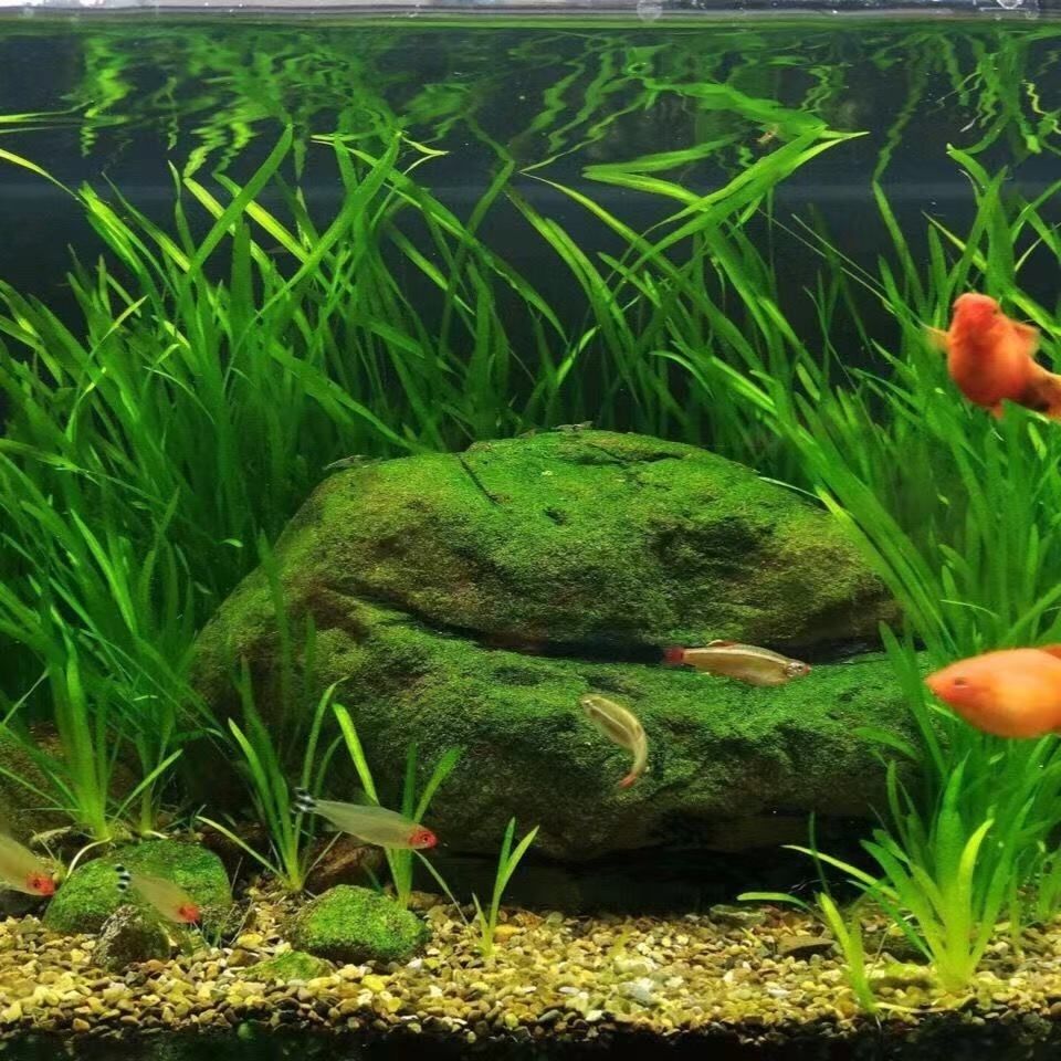 京选推荐水族箱鱼缸造景装饰前景草活体水草小水兰大水兰四季苦草易