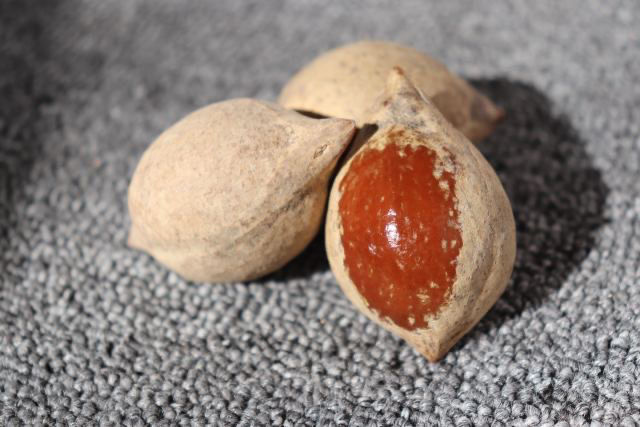 橄榄核原籽精挑超大原料核雕刻单籽手串红核料素核(单颗价)sn2034