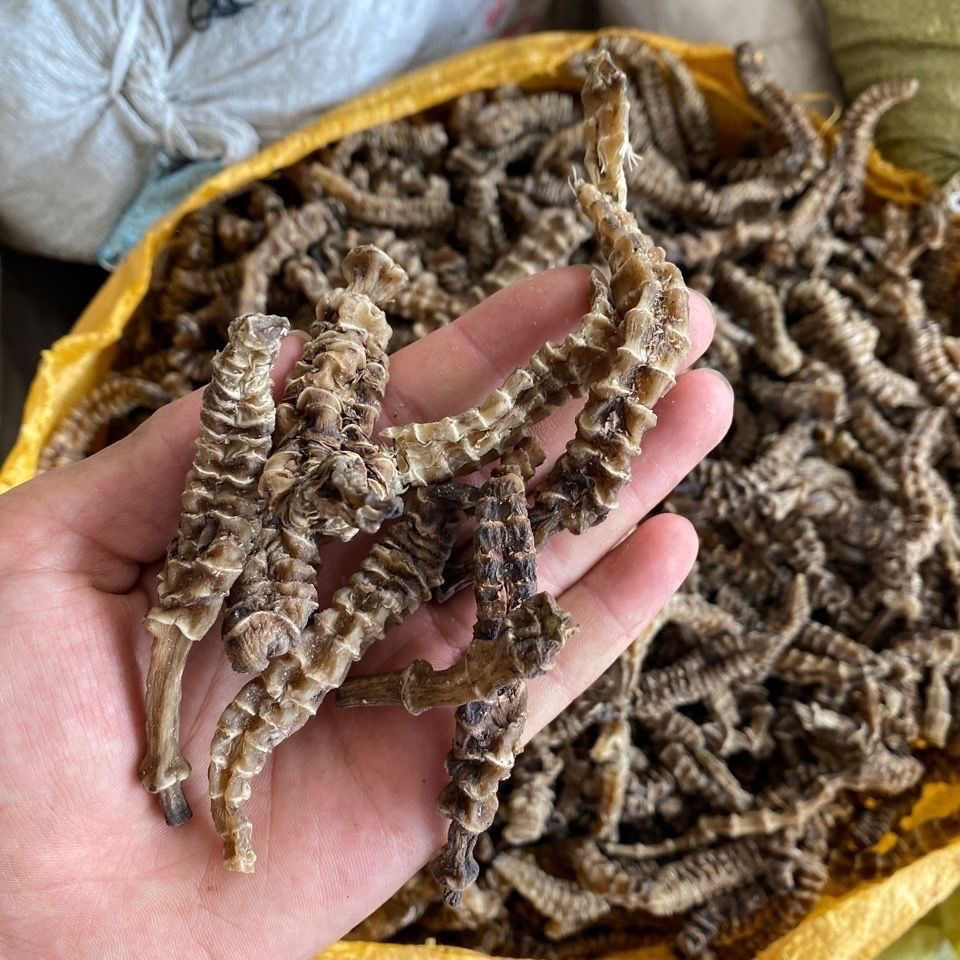 有仁堂顶天柱 阳鞭劲:云南苗家腾冲特产野生泡酒料药酒料 野生顶天柱