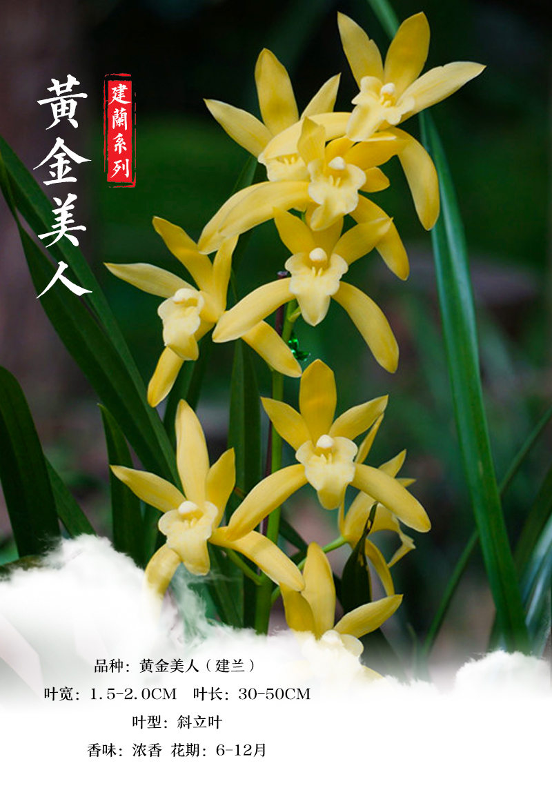 华香兰艺黄金美人建兰四季兰幽香型夏带花苞盆栽室内外绿植物浓香型