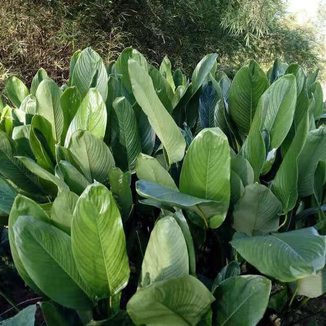 恬女神广西大粽叶新鲜现摘冬叶枕头棕子叶40张南宁粽子叶