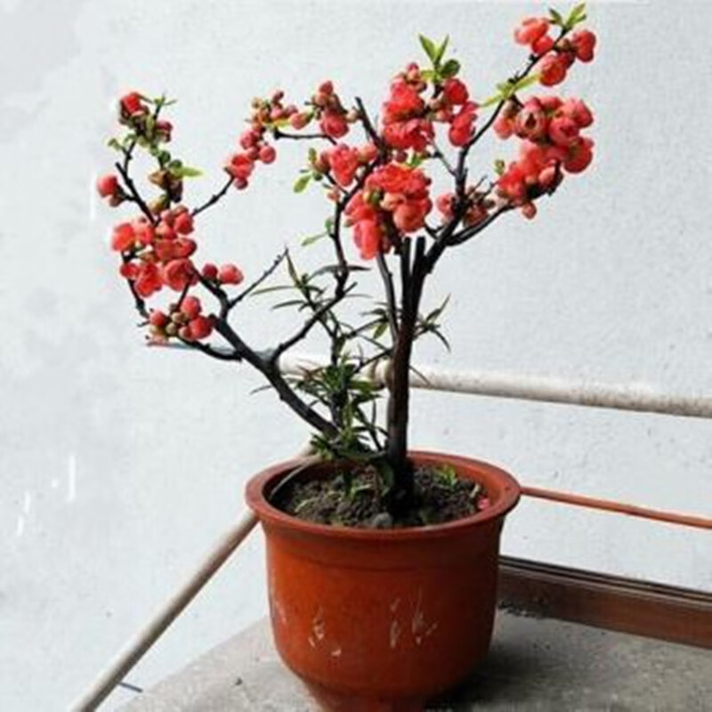 长寿冠海棠盆景盆栽日本海棠树桩海棠果室内绿植花卉 复色海棠 二十年