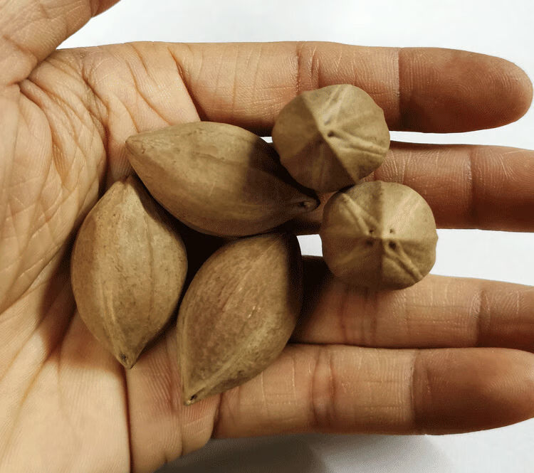 橄榄核原籽四花精品红油核手串原皮素核文玩橄榄核雕手串4花a348sn