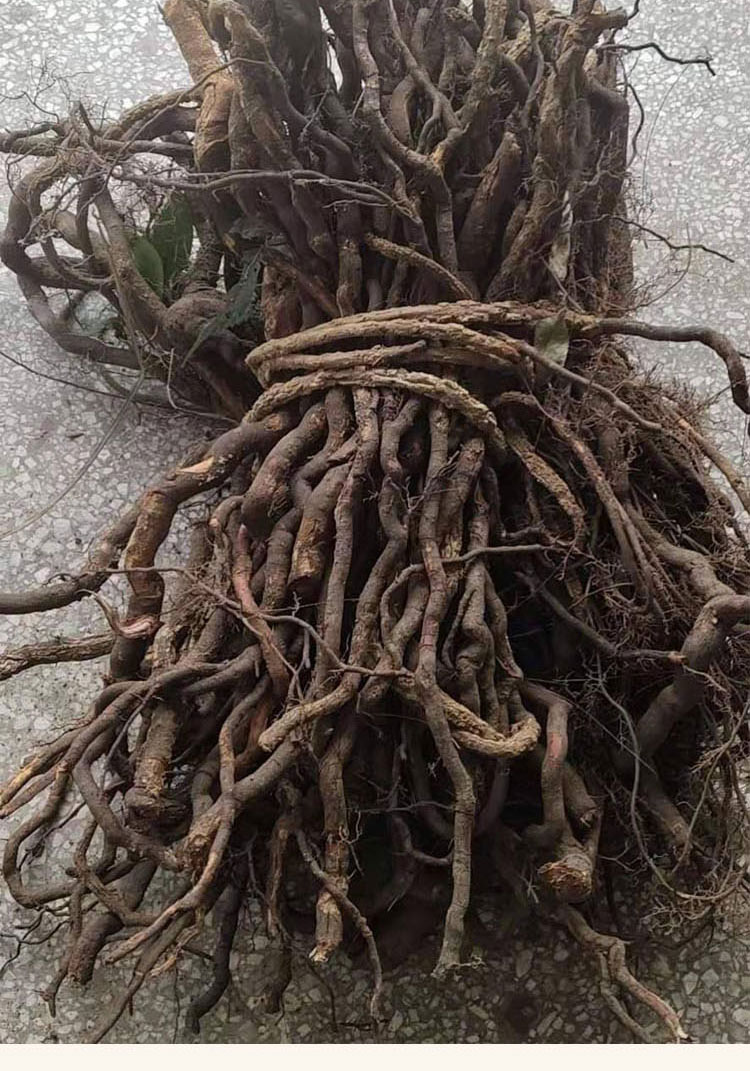 广西野生黑老虎根钻骨风钻山风过山风风沙藤冷饭团中药材500g【图片