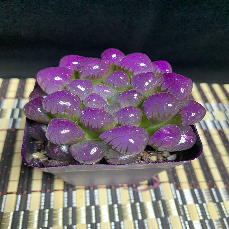 冰灯玉露彩色多肉植物四季易养活潘氏水晶玉露室内桌面盆栽 随机小号