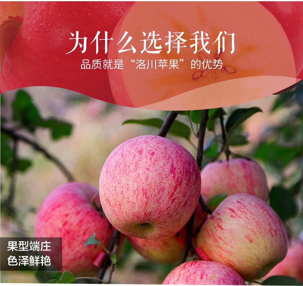 37808-洛川红富士大苹果 整箱新鲜时令水果 75-80mm 3斤-详情图