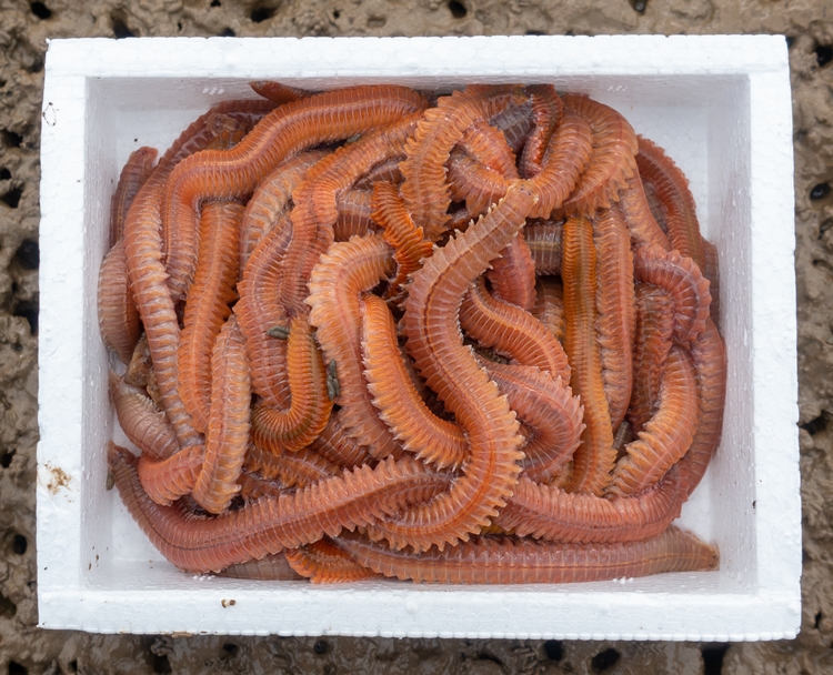 天弗海钓鱼饵料鲜活沙蚕活饵红青沙虫海蚂蝗海蜈蚣海蚯蚓鱼饵 红沙蚕