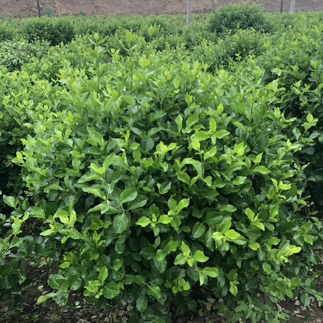 多瑙梦卫矛球 冬青树苗 大叶黄杨苗 卫矛苗 冬青小苗庭院绿化常青植物