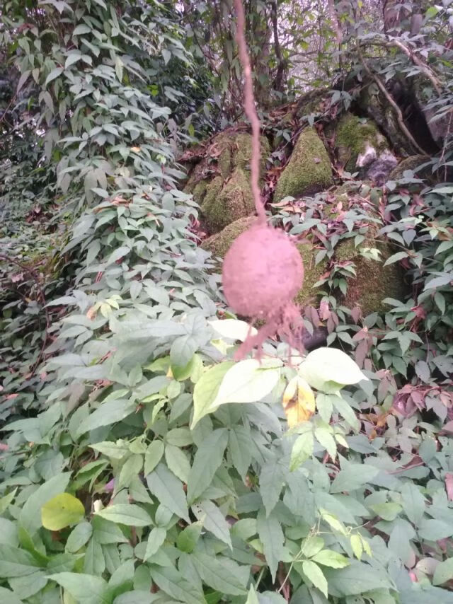 自采新鲜野生药材中草药三叶青金线吊葫芦/丝线吊金钟500克【图片价格品牌评论】-京东