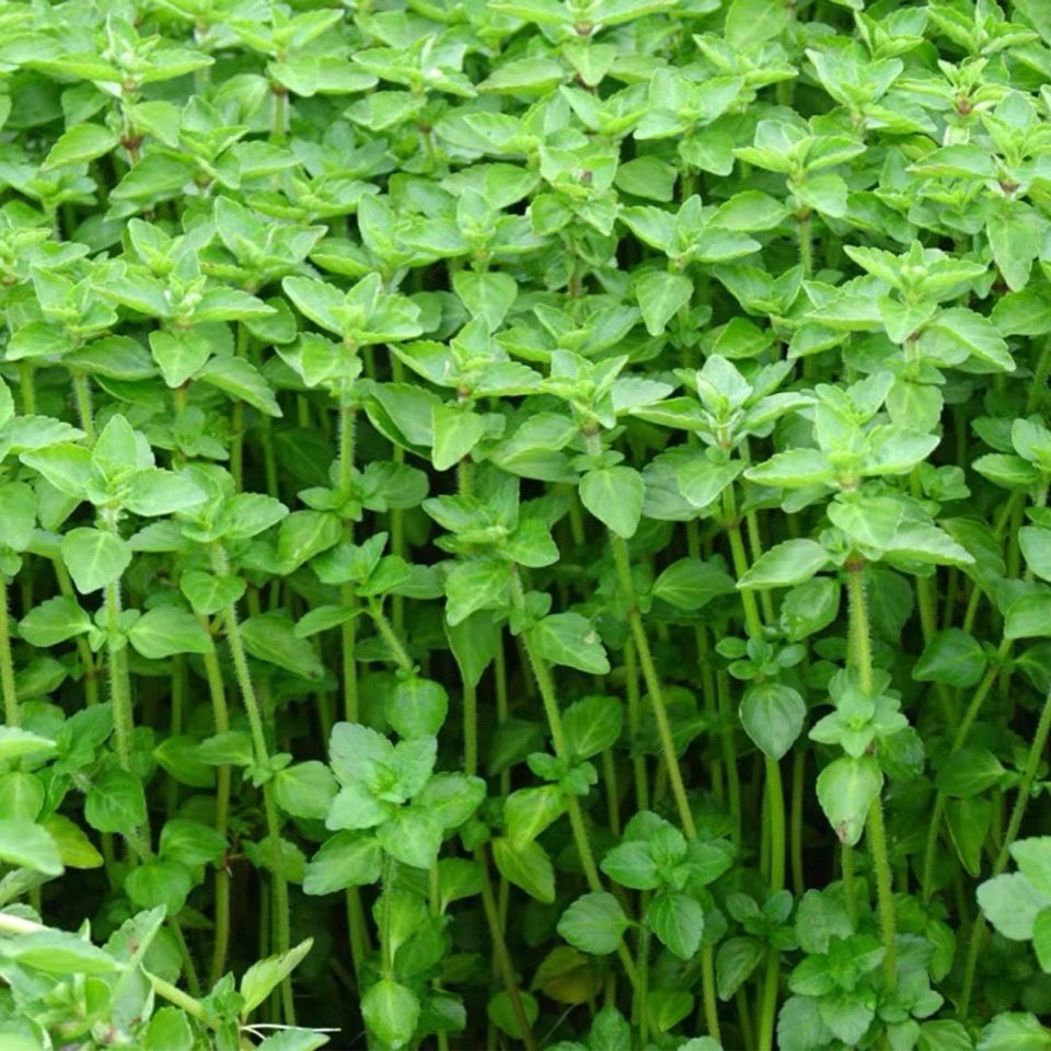 云南德宏野菜傣族调料新鲜蔬菜正宗香嫩水薄荷水香菜泡沫箱500克