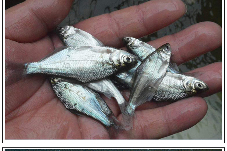 鳊鱼苗淡水养殖食用扁鱼苗活体三角鲂团头鲂边鱼苗超好养武昌鱼苗1000
