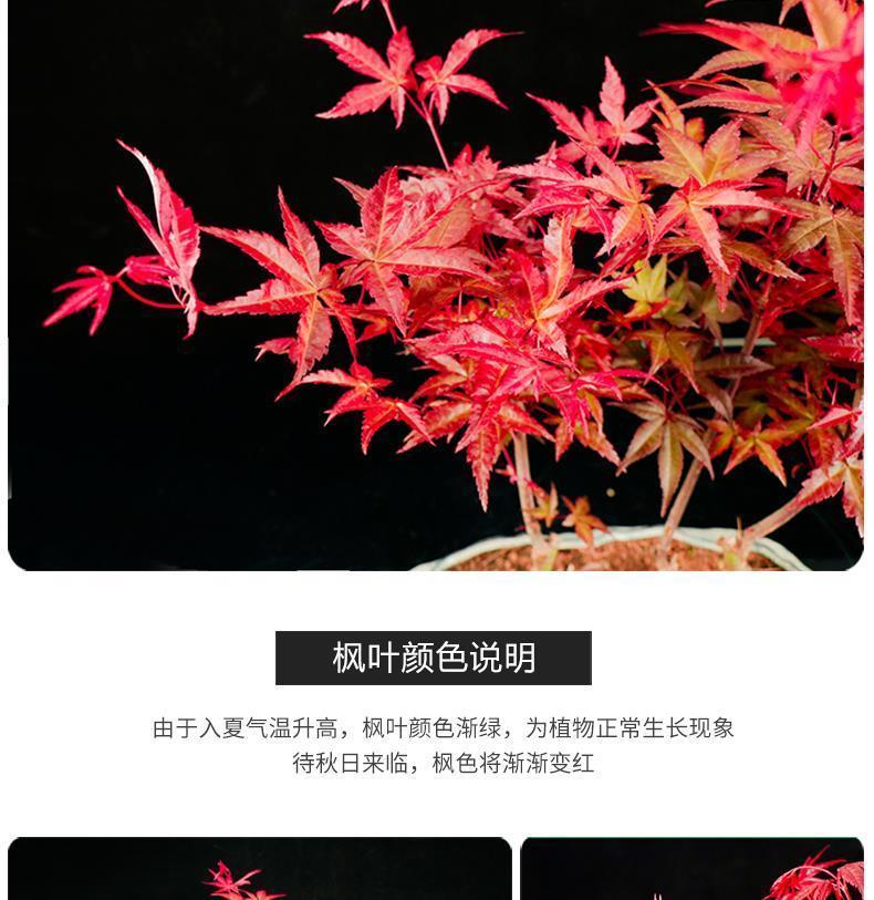 红枫树苗老桩盆栽日本红枫中国红枫四季红叶室内外盆栽 蓝舞姬 三年苗