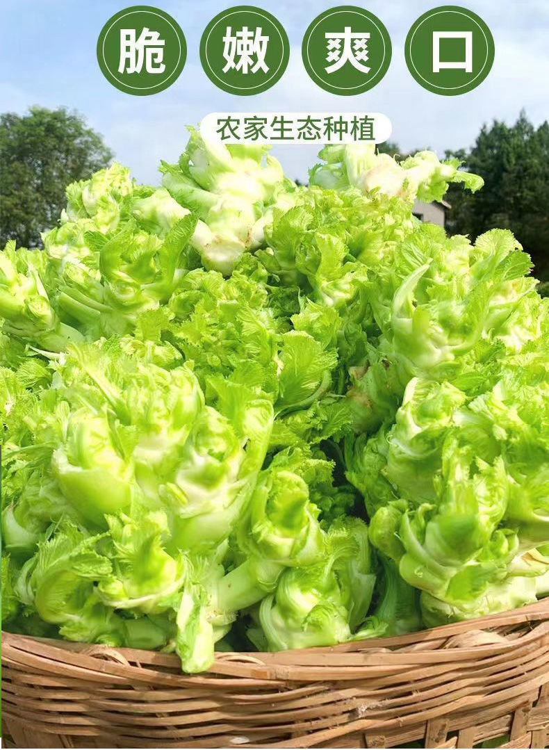 四川兒菜新鮮娃娃菜菜農家自種娃娃菜泡菜原料純兒仔當季時令蔬菜3斤