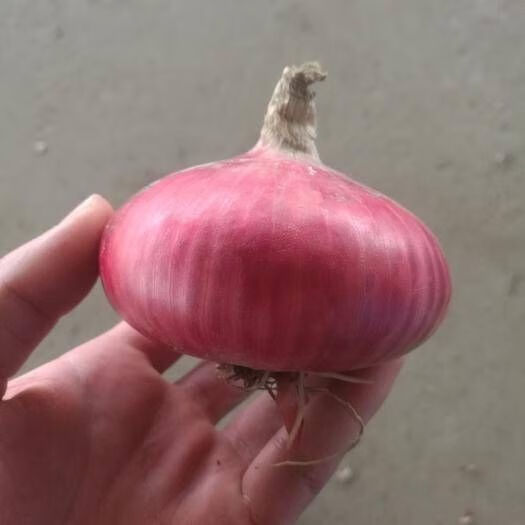 (精品)扁葱红皮扁洋葱农家自种红皮扁圆洋葱生吃不辣脆甜水果洋葱 扁