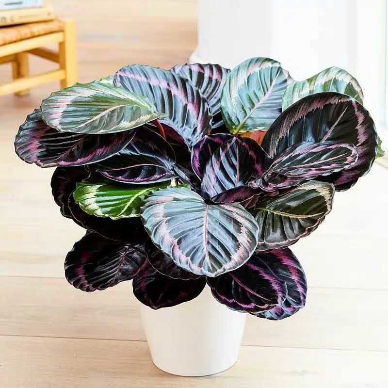 青苹果竹芋彩虹孔雀室内植物北欧客厅绿植吸甲醛净化空气观叶植物青