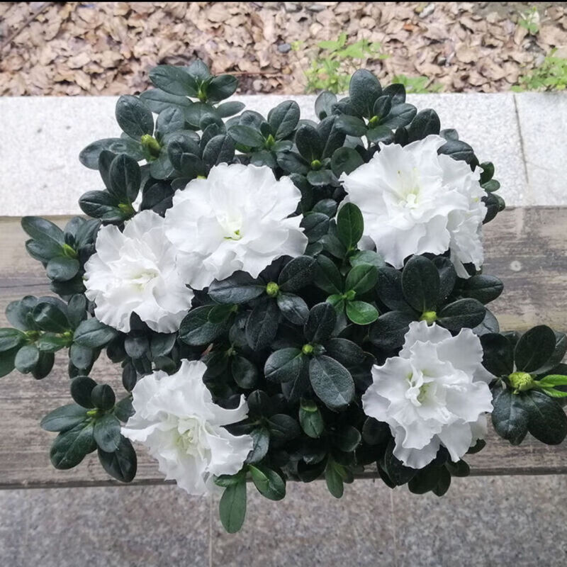 杜鹃花盆栽老桩特大花卉 北方耐寒室内外好养植物 高贵白色杜鹃 冠幅