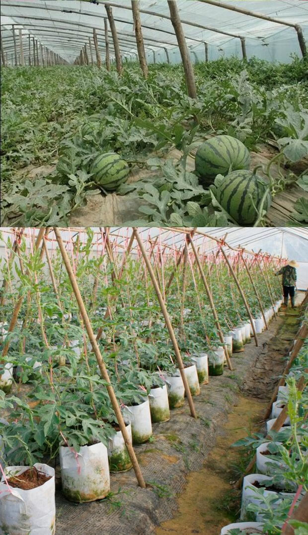 嫁接西瓜苗秧8424麒麟瓜早熟南方大棚春季种植西瓜苗阳台盆栽菜苗 特